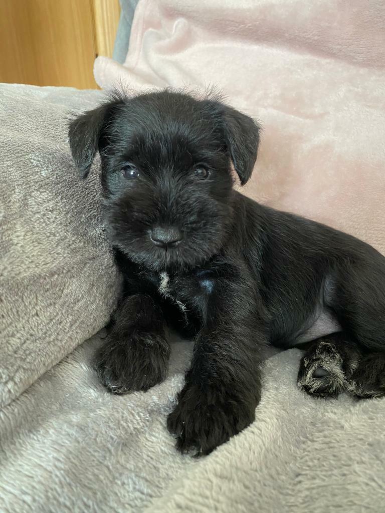 hill dog food prescription diet